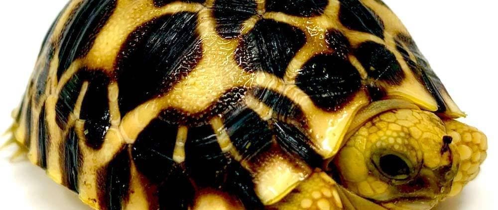 baby Burmese star tortoise