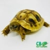 baby Hermanns tortoise