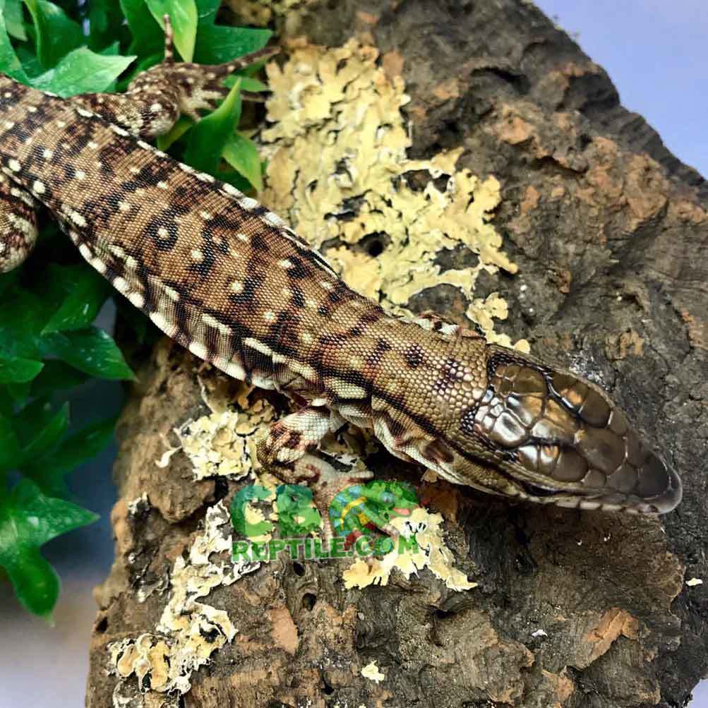 baby tegu for sale