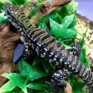 black and white tegu for sale