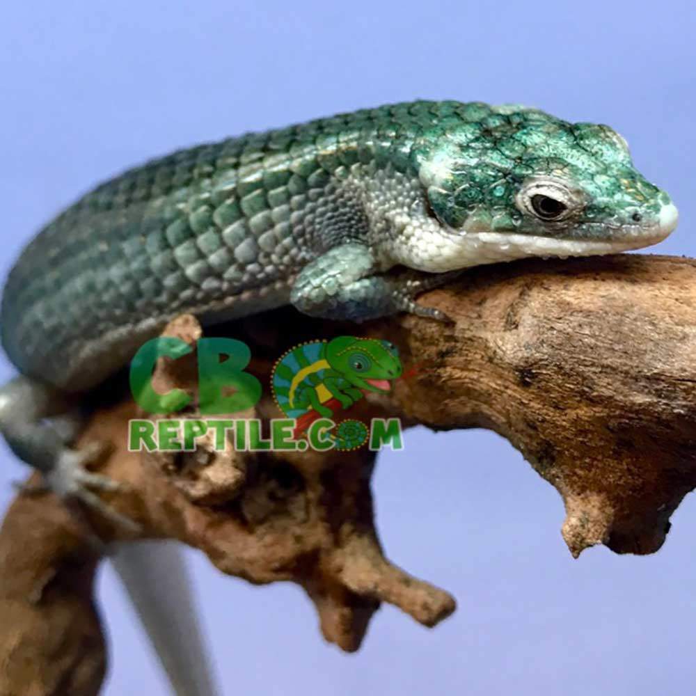 blue Abronia Graminea for sale