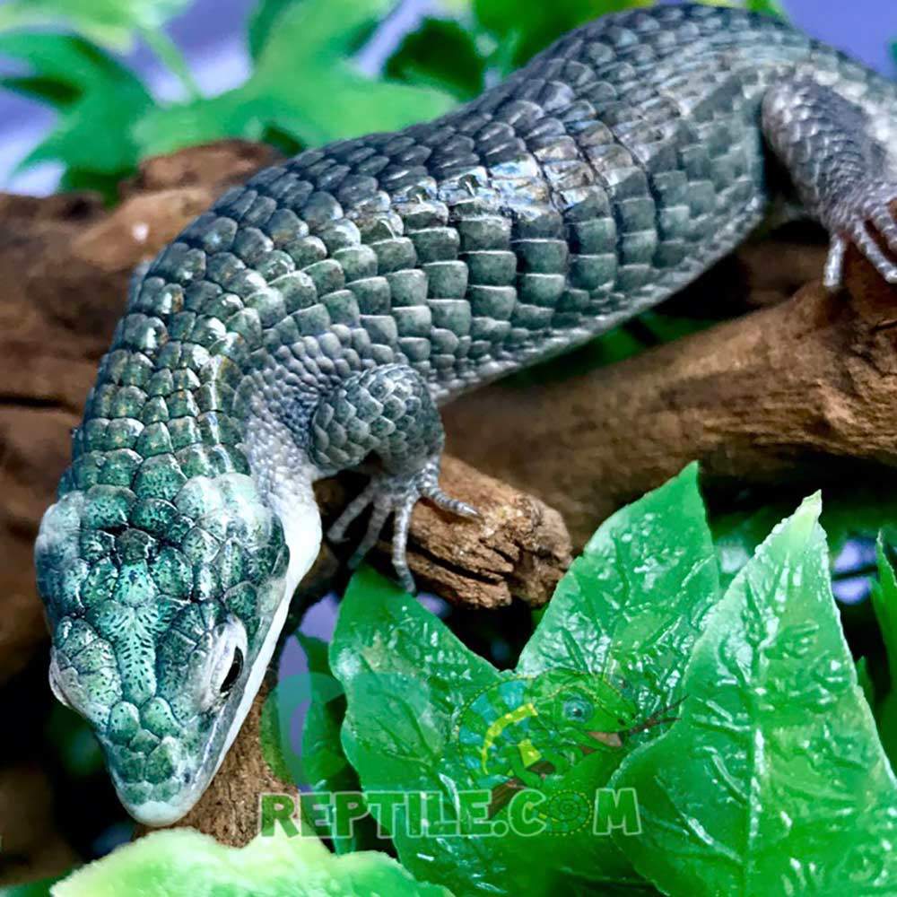 blue Abronia Graminea