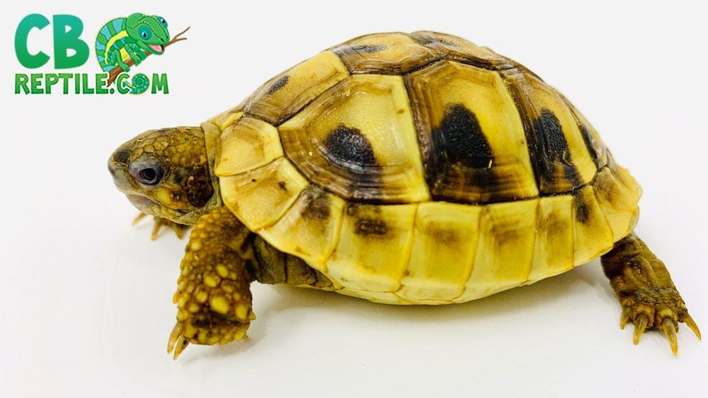 Eastern Hermanns tortoise for sale