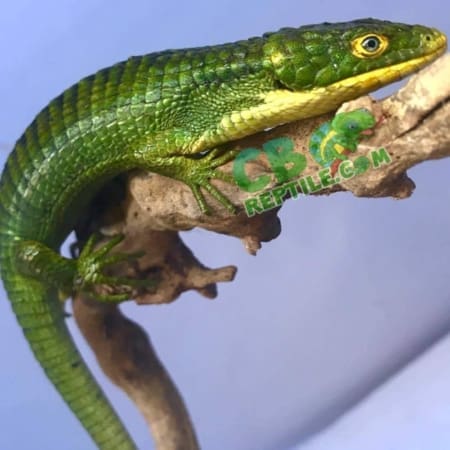 green abronia for sale