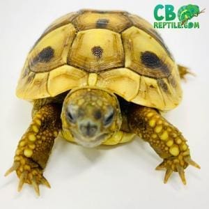 Hermanns tortoise for sale