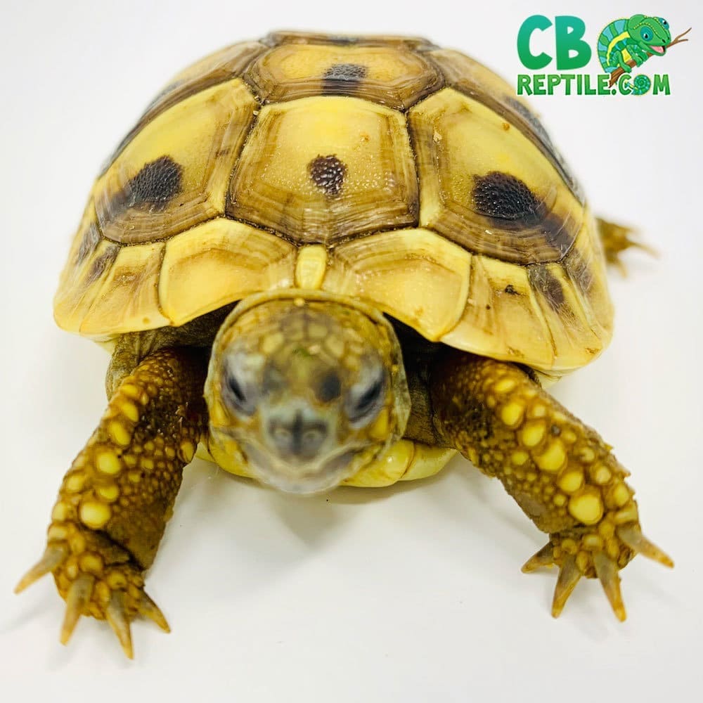 Hermann's tortoise for sale