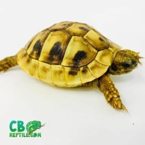 Hermann's tortoise for sale