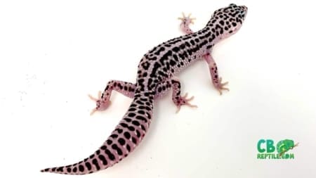mack super snow leopard gecko
