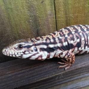 Red Argentine Tegu