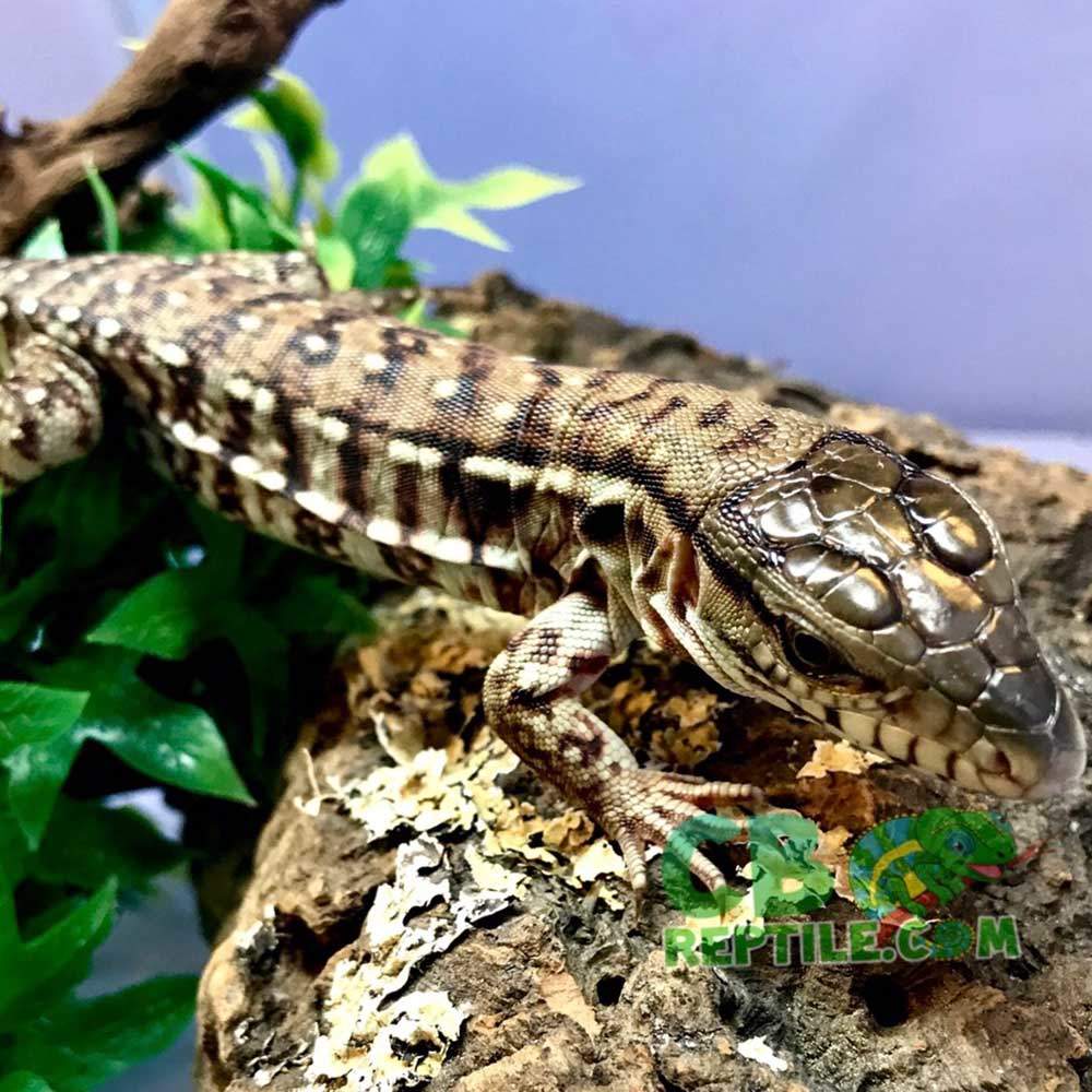 tegu habitat