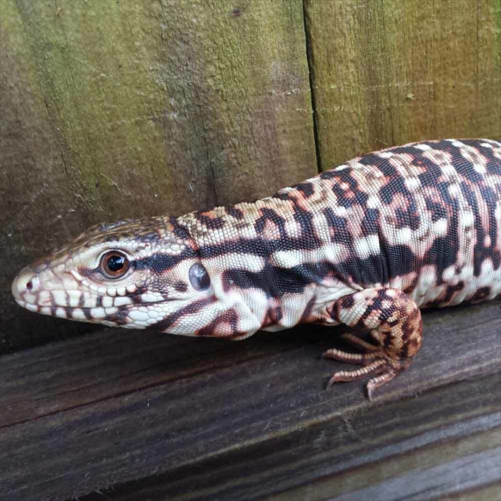 Red Argentine Tegu