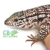 red tegu for sale