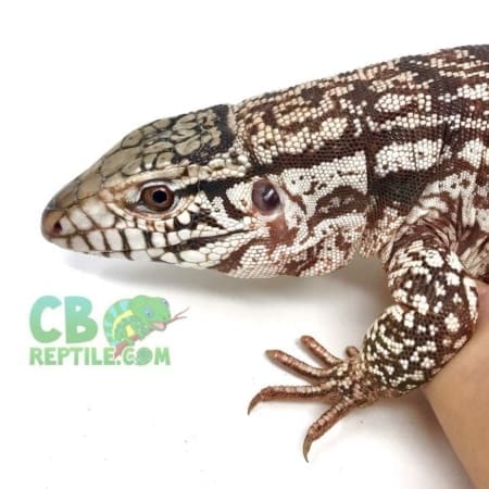 red tegu for sale