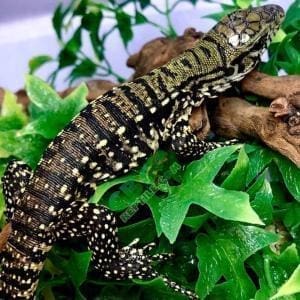 tegu for sale