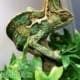 veiled chameleon for sale