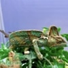 veiled chameleon