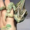 veiled chameleons for sale