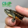 baby Southern Painted Turtles