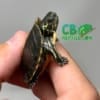 Southern Painted Turtles for sale