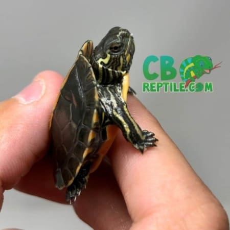 Southern Painted Turtles for sale