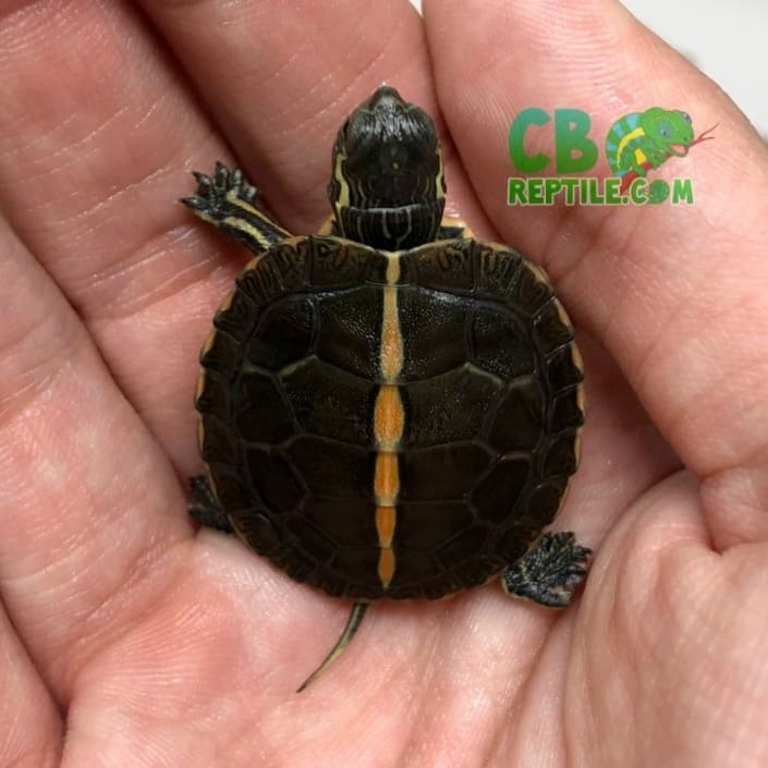 Southern Painted turlte for sale baby Southern Painted turtles