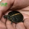 Southern Painted Turtles