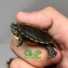 baby Southern Painted Turtles for sale