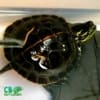 Southern Painted turtles for sale