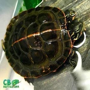 Southern Painted turtle