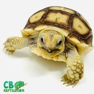 Sulcata for sale