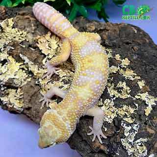 Albino Leopard Gecko