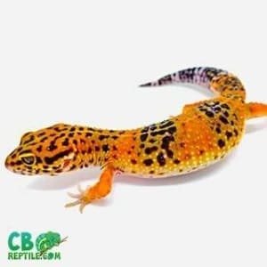 leopard gecko color morphs