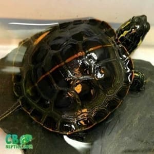 baby painted turtle for sale