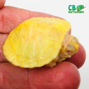 Alive baby turtles for sales sale