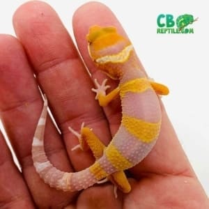 blood albino leopard gecko