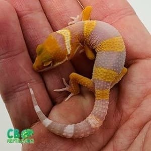 blood albino leopard geckos