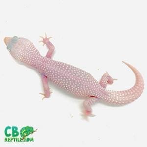 Diablo Blanco leopard gecko