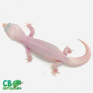 diablo blanco leopard gecko