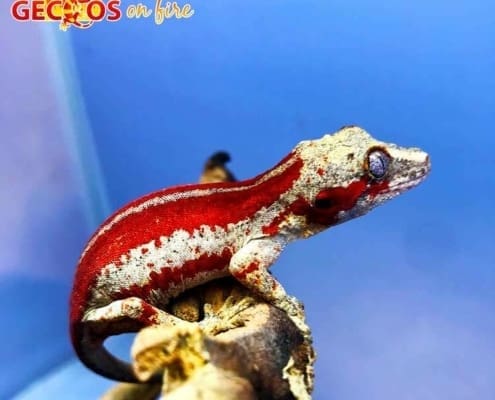 gargoyle gecko