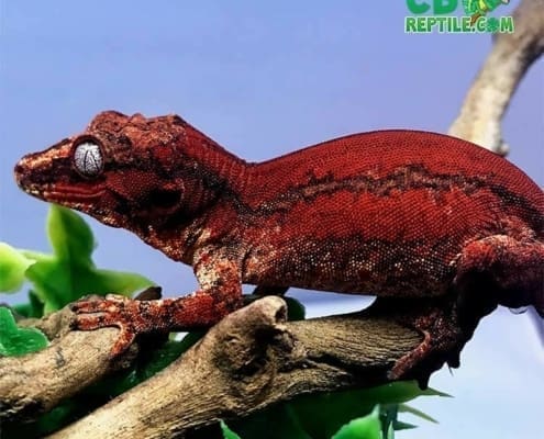 red gargoyle gecko