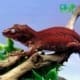 red gargoyle gecko