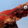 red gargoyle gecko for sale