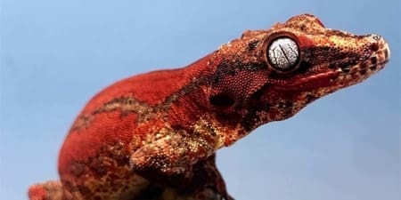 red gargoyle gecko for sale