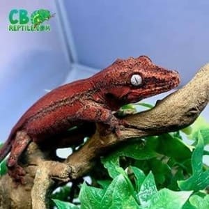 geckos for sale