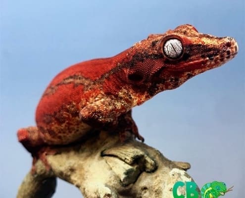 red gargoyle geckos