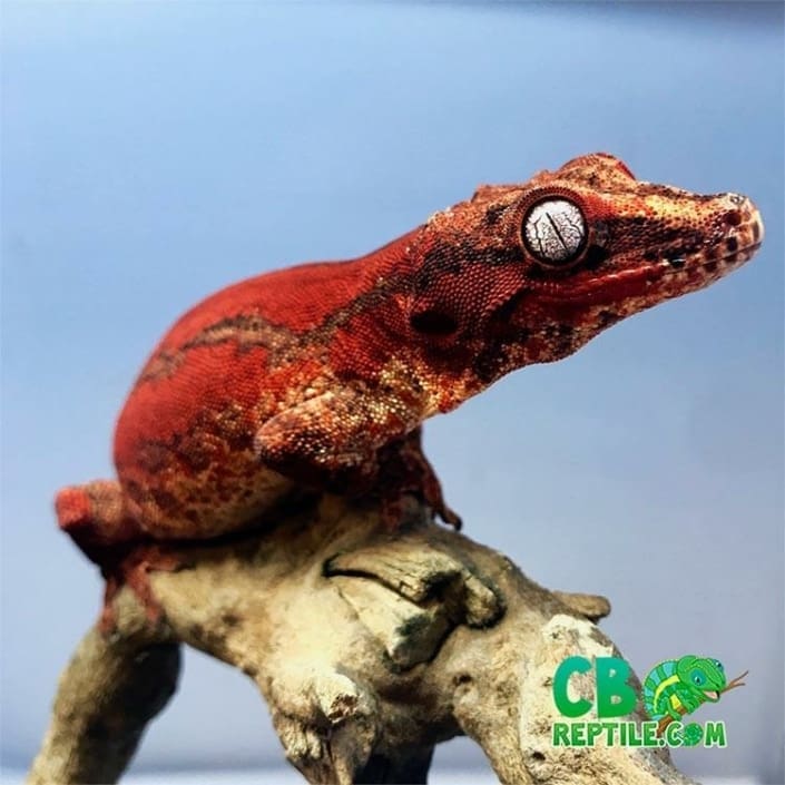 Red Gargoyle gecko for sale online baby red gargoyle geckos for sale