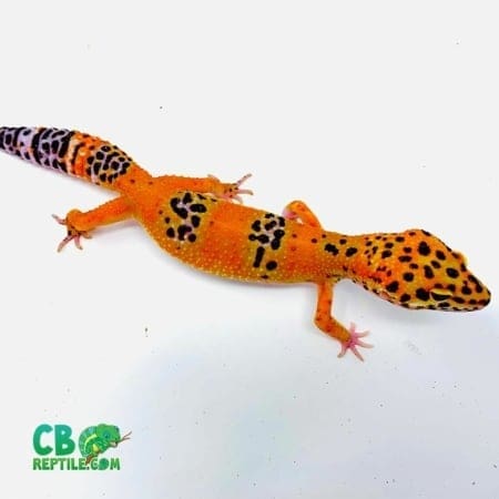 inferno leopard gecko for sale