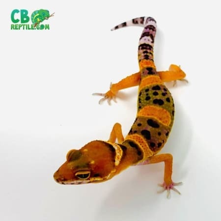 inferno leopard geckos