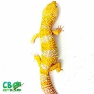 baby leopard gecko