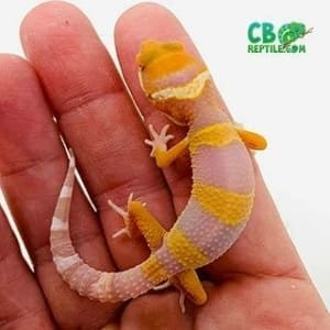 leopard gecko morphs